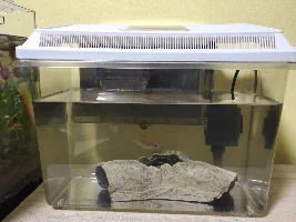 Golden Denison barbs not doing well