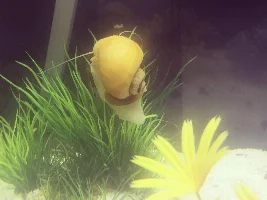 If your mystery snail has algae on its shell that you can’t get off I have the solution!