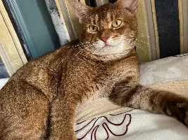 Show us your cat/s!