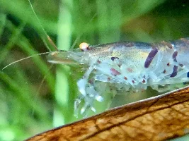 Red Shrimp, Blue Shrimp, I'm Getting New Shrimp!