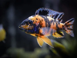 Post Your Favorite Fish Picture!