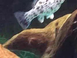 Please help with my mollie