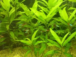 Congo tetras I bought yesterday