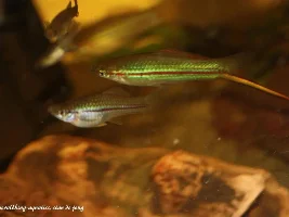 Alvarezi swordtails...