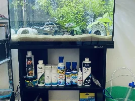 Caring For Fish While On Holidays For A Month