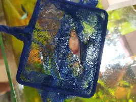 Pregnqnt Guppy Died - internal bleeding?