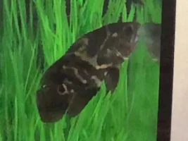 What kind of fish is this?
