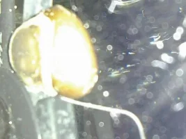 Nerite Snail Thingy