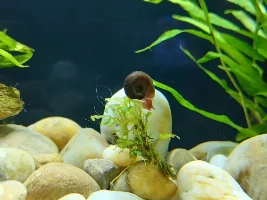 Asian river tank