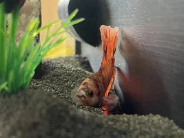 Struggling Betta