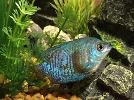 Gouramis fins