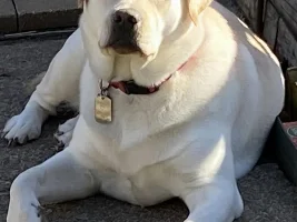 First Dog - advice needed