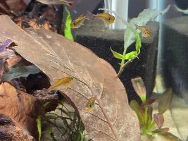 Nanochromis teugelsi