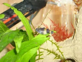 Pregent Platy