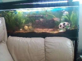 Tank update pics
