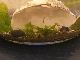 1 gallon jar saltwater