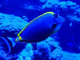 Ripley's Aquarium of Canada 2025