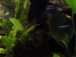 29.5 Gallon fish tank - Amazonian inspired