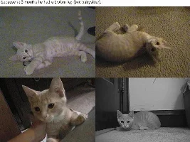 simba *update*