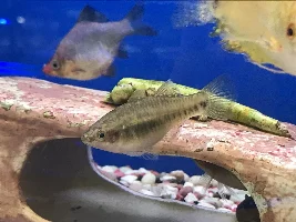 What are these fish?