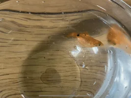 What should I do with my rosy barb?