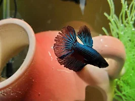 What kind is my Betta?