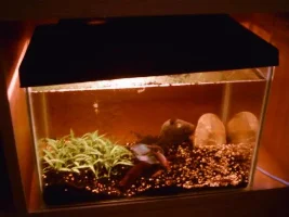 Tanks Update