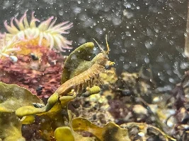 Puget Sound Biotope