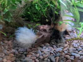 What is this fluffy algae?