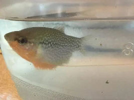 Brewster, He or She?