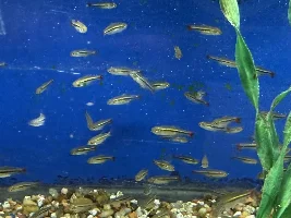 A Visit to My Local Fish Store