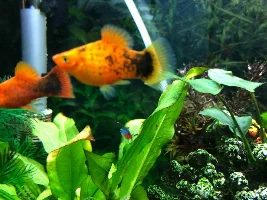 Fish getting worse, Disease and Treatment Identification Needed!