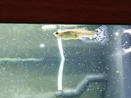 Guppy bullied rainbow now it's dead....