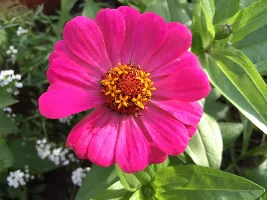 Flowers, flowers, flowers...