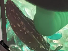 Can anybody tell me what kind of fish Is this ?