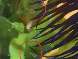 Is my Betta ok?