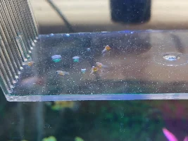 Possible fry action tonight, would like help quickly