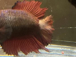 My old betta developed this quickly, maybe fin fungus?