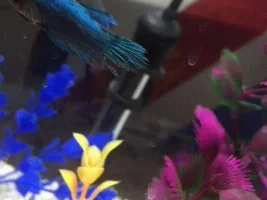Is This Fin Rot..?