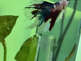 Correct dosage of Melafix for my 3 gallon tank. Safe for plants? Should I do my Bettas treatment in a seperate tub?
