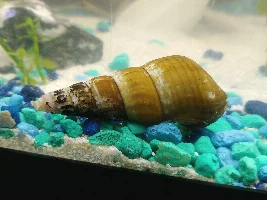 Giant tower cap snail