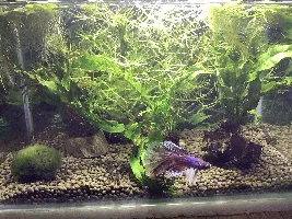 3 Gallon stocking
