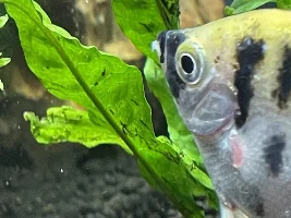 Weird lip?
