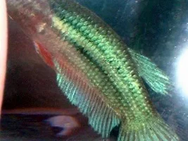 Post Ur Bettas That U Got At Walmart HERE