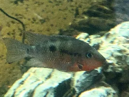 Firemouth Cichlid aggression help?