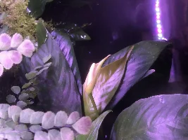 55g Himalayan Foothills Paludarium