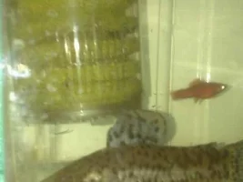 Hoplo Catfish Meeting Swordtails.
