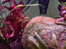 Is my tank just "dirty", and why?