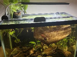 CLAMPED BETTA FINS, LETHARGIC AND WHITE POOP PLZ ANY ADVICE IS HELPFUL
