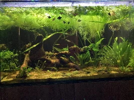 Vote Now - May 2023 Tank of the Month Contest (31 Gal & Larger)
